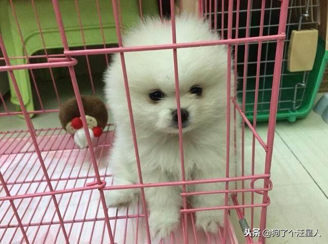 饲养博美犬的5大禁忌，我劝你别碰！
