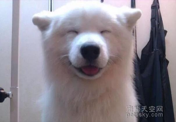 萌萌的爱笑狗狗图片（分享16张可爱狗狗微笑的照