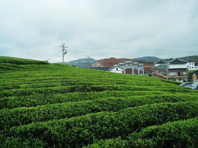 中国绿茶品类大全？绿茶的头道茶喝还是不喝？绿茶的功效与作用？