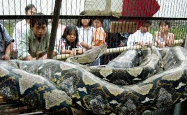 世界上最大的蛇这两个你知道吗？