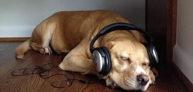 狗狗最喜欢什么音乐？音乐的各种神奇效果