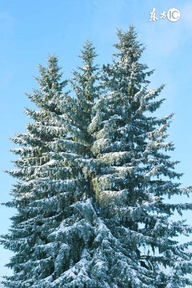 圣诞树是什么树，什么树可以做圣诞树？