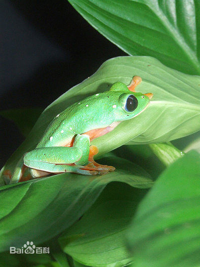 动物世界：蛙类中的颜值担当——树蛙