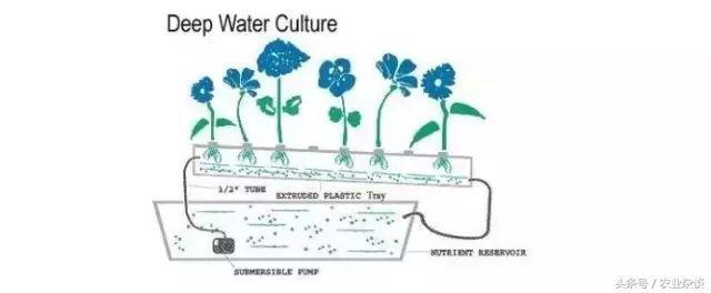 想转行做蔬菜无土栽培！三大技术先学会