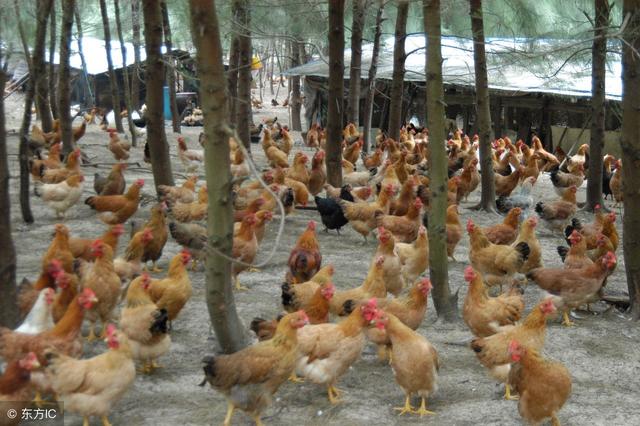 树林散养鸡怎么喂食？果园山林养鸡的饲养方法有哪些要点？