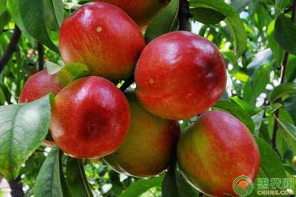 高产优质的十大油桃品种