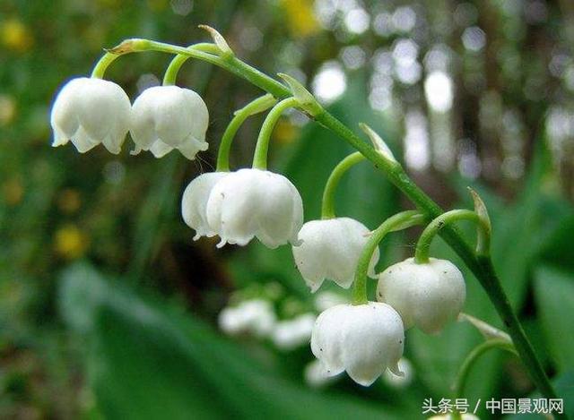 花语大全——50种花的花语！