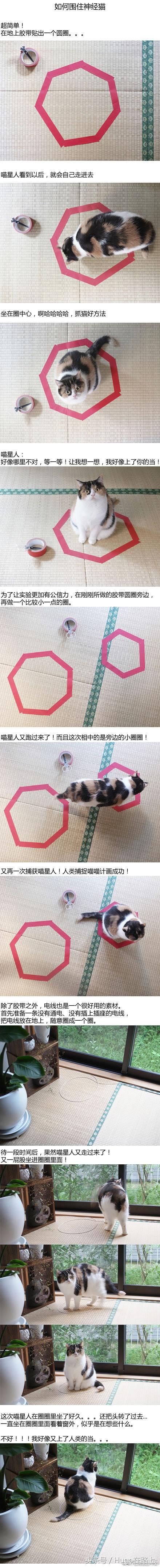 如何围住神经猫？一招制敌，铲屎官们的福音！