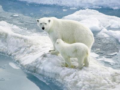 北极熊为什么不吃企鹅宝宝？原因居然是这个