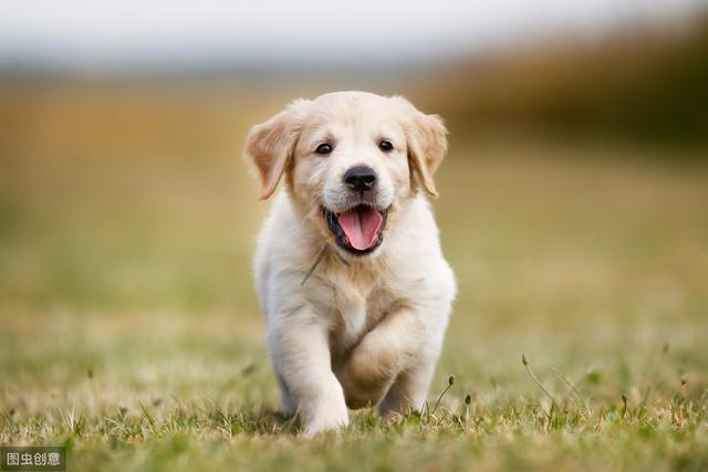 狗狗如何表达对人类的感情，五个动作就证明狗狗很爱你