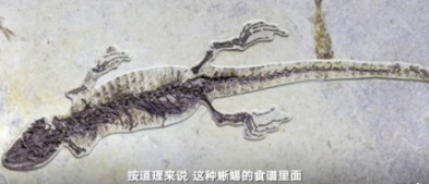 一亿年前蜥蜴吃古代小龙虾是真的吗？一亿年前的蜥蜴长什么样图片