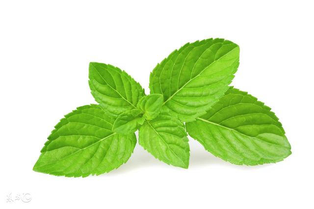 薄荷叶怎么吃（薄荷叶的功效及禁忌！）