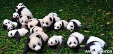大熊猫为什么是国宝，很多人不知道的一个密码