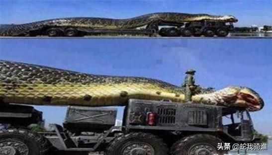 中国发现最大的蛇到底有多大？四川巨蟒是目前发现最大的蛇吗？