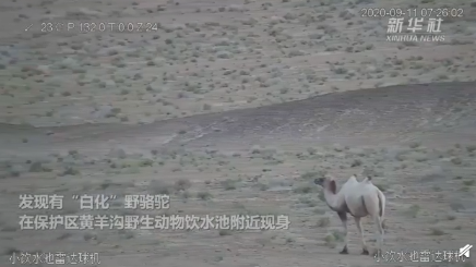 甘肃发现首例白化野骆驼怎么回事？白化野骆驼长什么样有何意义