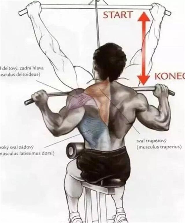 练背训练首选动作-高位下拉到底是练到背部的哪些肌群