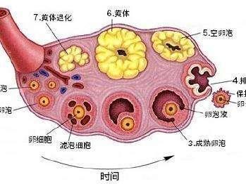 如何正确选择容易怀孕的时机？这5种方法任选其一，最后1种最准