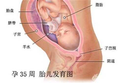 怀孕35周是几个月，孕晚期一定要做的检查！