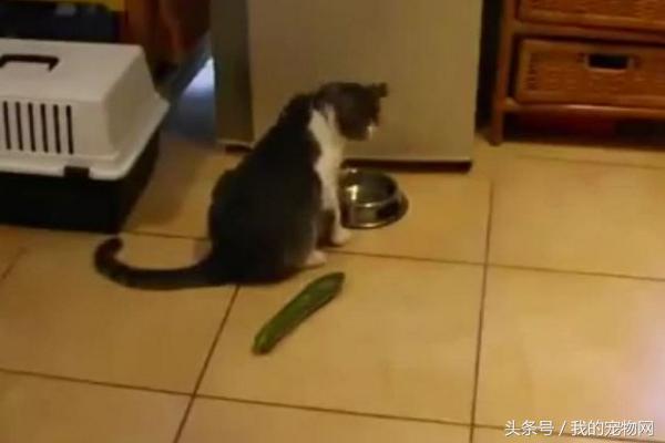 猫为什么怕黄瓜，知道原因后再也不用黄瓜吓猫了