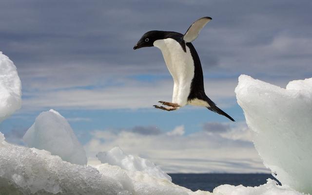 企鹅会飞吗？