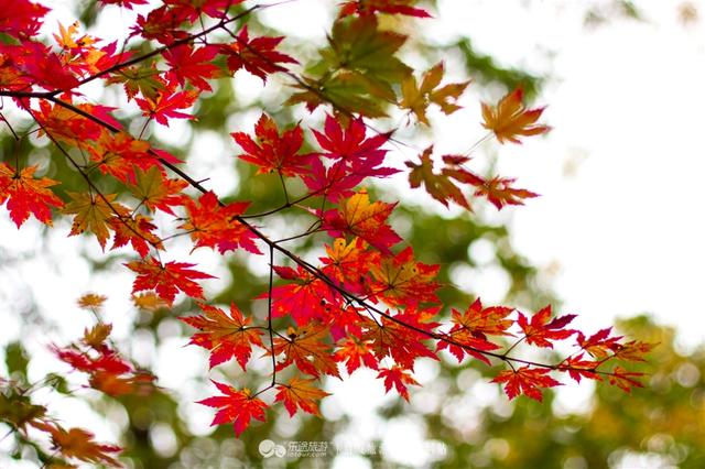 关门山，一片枫叶映红了一个秋季