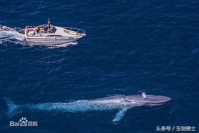 地球已知最大三大动物排行：蓝鲸仅居第三！