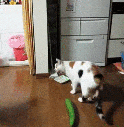 猫为什么怕黄瓜？为什么猫会怕黄瓜？