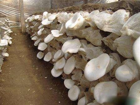 种这种小蘑菇，当地人均净赚7万，他是怎么做到的？