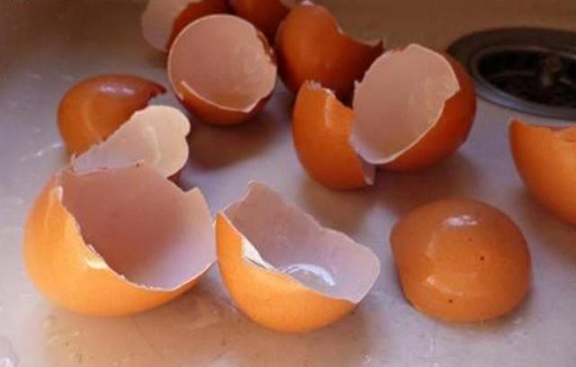鸡蛋壳还有这么实用的作用！扔掉太可惜，用起来能省不少钱