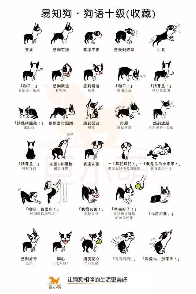 狗狗做的动作代表什么意思（狗狗肢体语言解读