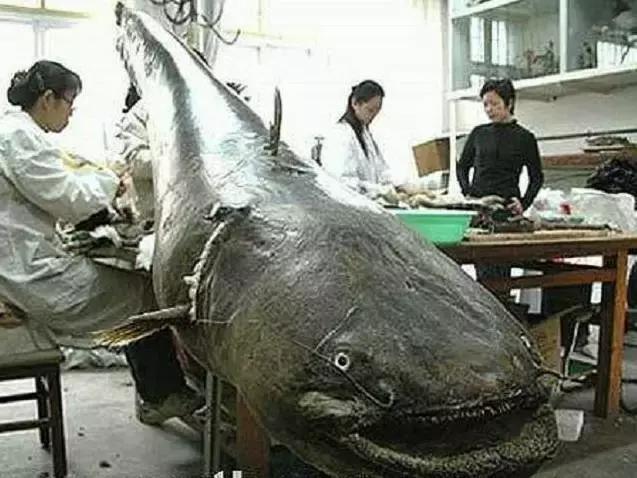 喀纳斯湖水怪终于被证实，体型巨大？