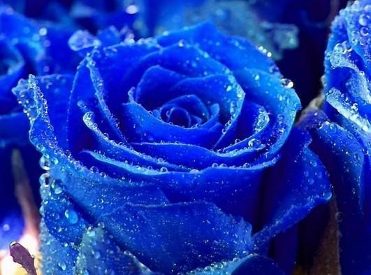 蓝玫瑰代表什么意思？蓝玫瑰的寓意和象征