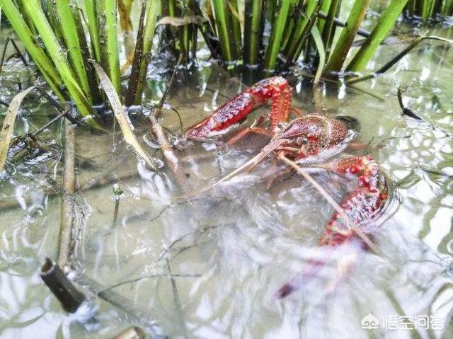 养殖小龙虾一亩究竟有多少产量？一年的收入有多少呢