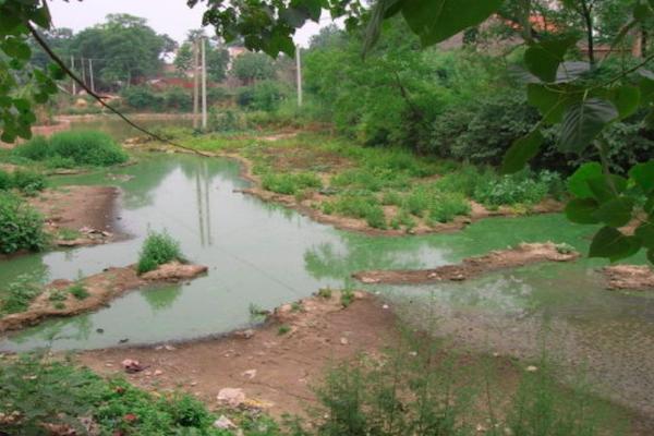 农村池塘河边的“水猴子”到底是什么？