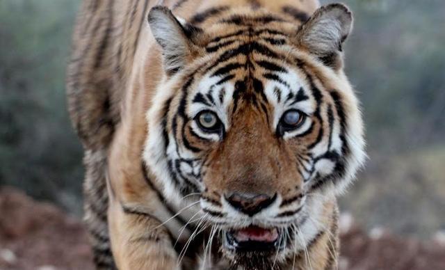 世界上高寿的老虎之一，活了20年，一场大战令它声名鹊起