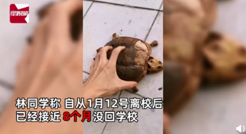 武汉大学生返校发现乌龟变龟壳怎么回事？乌龟为什么变龟壳了