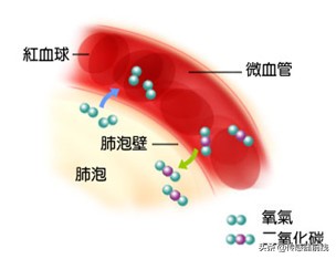 O2、CO2知识科普