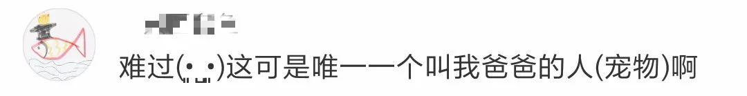 陪伴13年，QQ宠物将停运，为什么这些青春记忆只能被淘汰？
