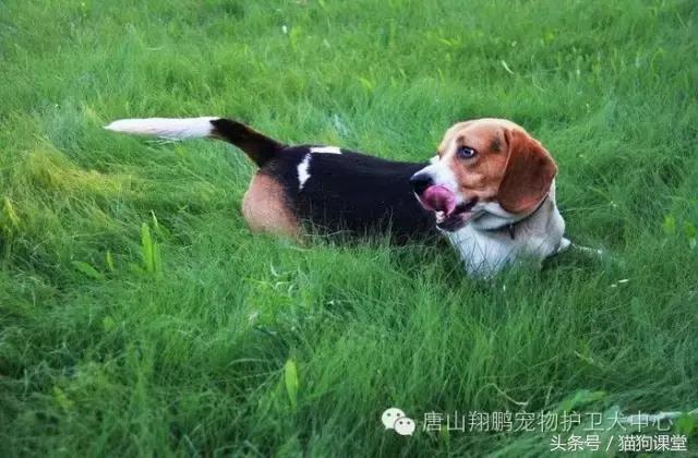 犬种介绍 比格犬