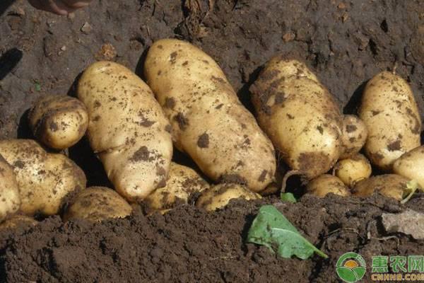 马铃薯种植结薯少是什么原因？（附管理措施）