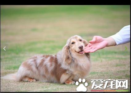 长毛腊肠犬好养么 长毛腊肠犬怎么养