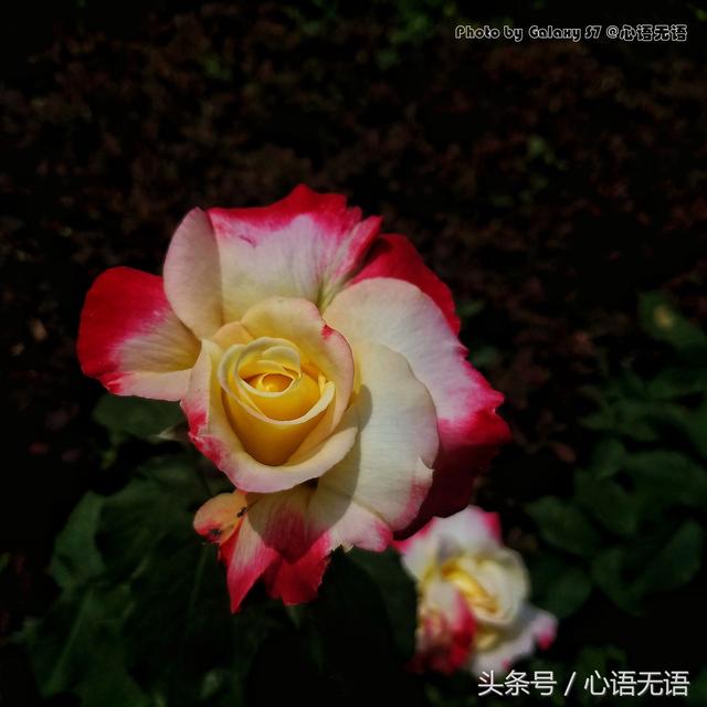 北京的市花是什么花？原来北京的市花是它