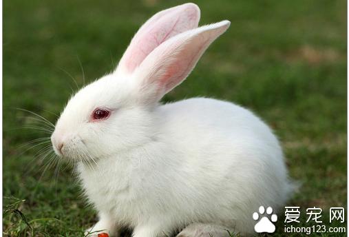 宠物兔子怎么养 教你如何饲养宠物兔子