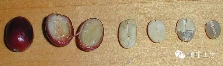 什么是蜜处理法（Honey Process）？