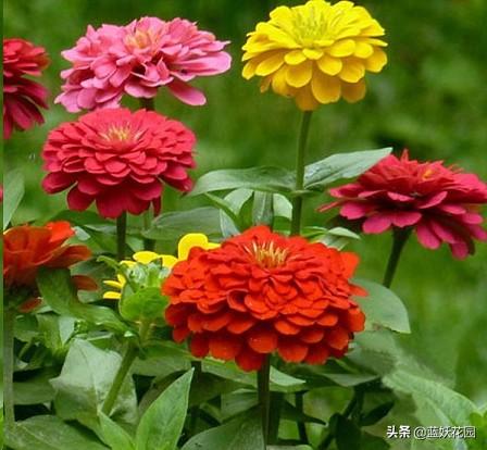想要夏天庭院开满花，现在种下这7种花，天气越热开的越好！