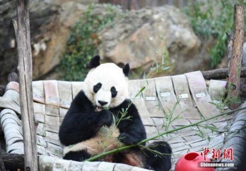 大熊猫贝贝回国是怎么回事？大熊猫贝贝多大了在美国待了多久