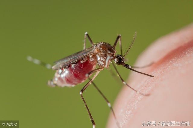 为什么你容易招蚊子？与血型无关，这三个才是真相