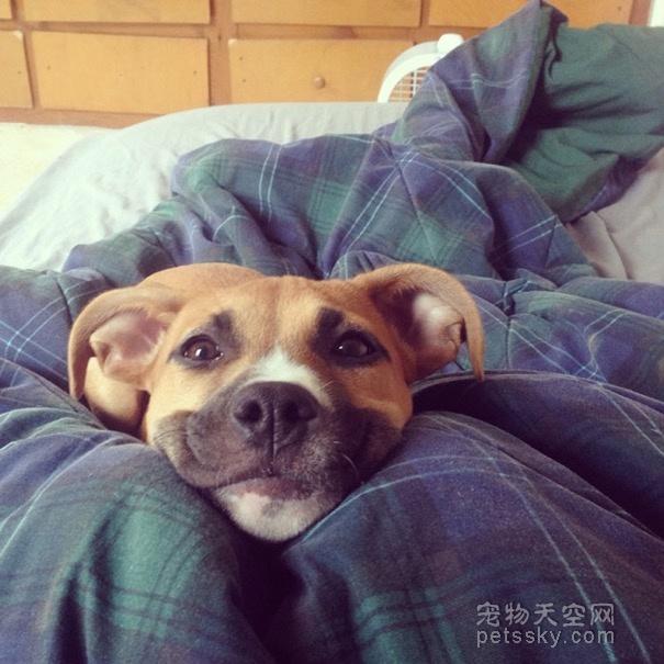 16张让人心情愉悦的照片 爱笑的狗狗才是最幸福的汪