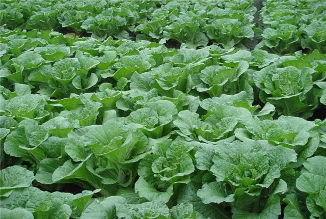 大白菜种植，怎样种植出优质大白菜，优质大白菜种植管理技术