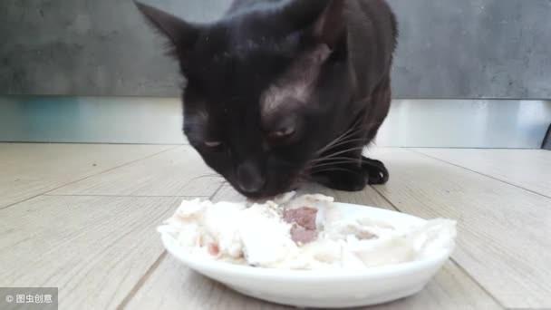 在猫眼中什么最好吃，猫喜欢5种食物，对猫而言新鲜度最重要